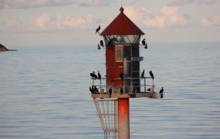 Seevögel am Leuchtfeuer bei Gedser in Dänemark