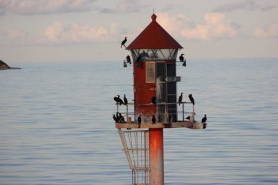 Seabirds at the lighthouse at Gedser in Denmark